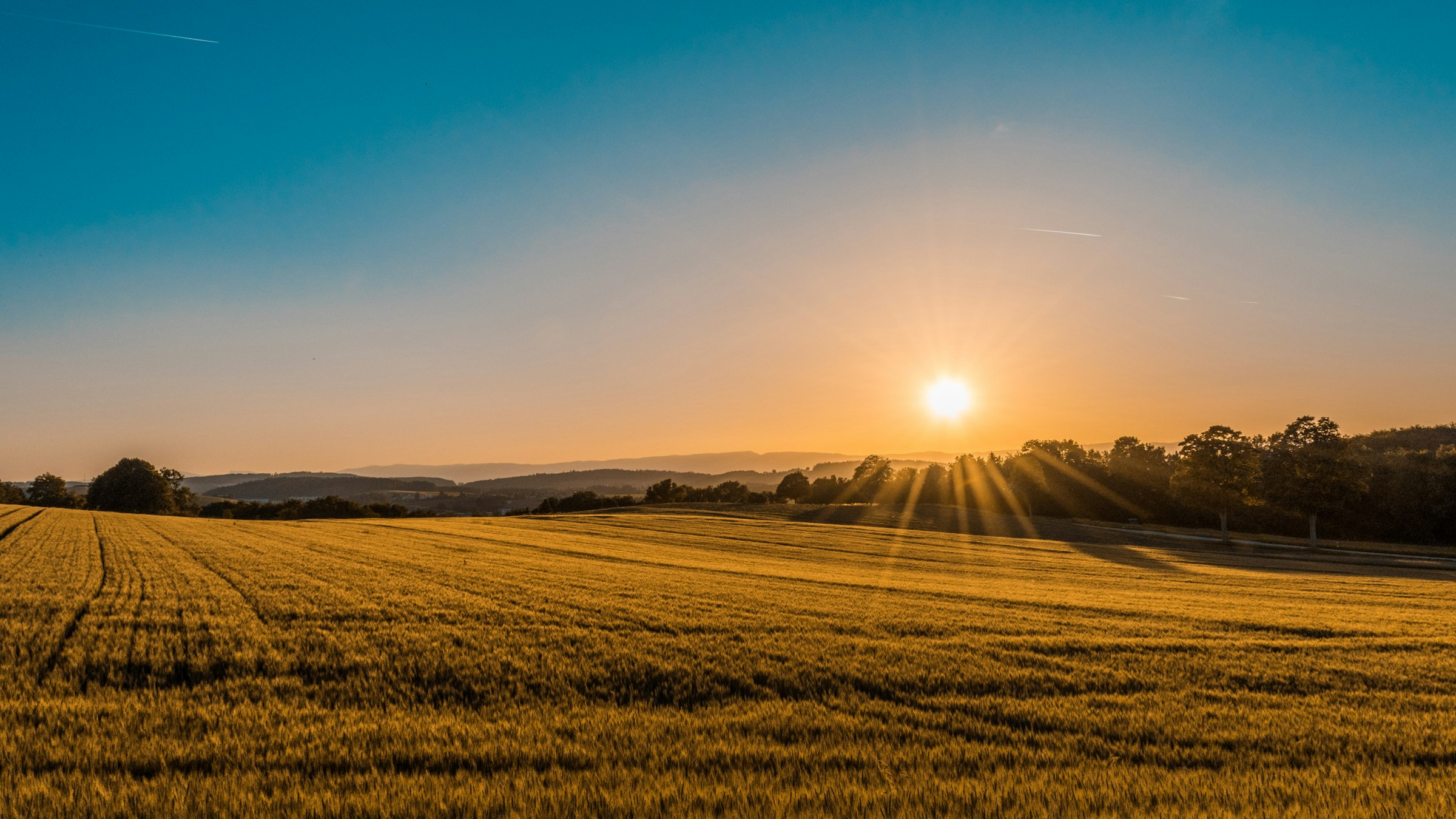 A field of wheat at golden hour